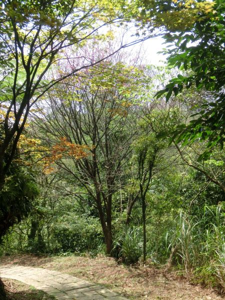 平湖森林步道．內平林山109337