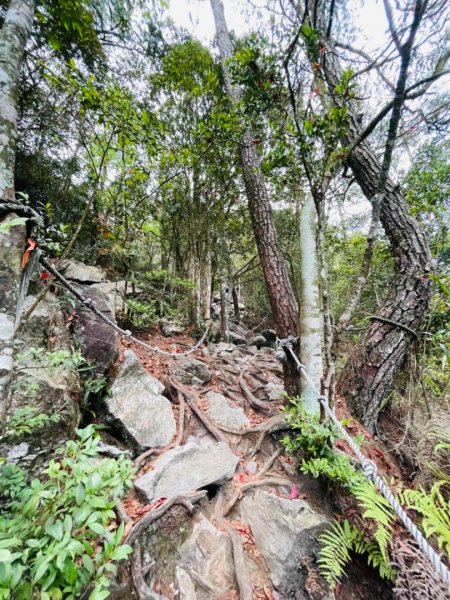 鳶嘴賞高山杜鵑1355905