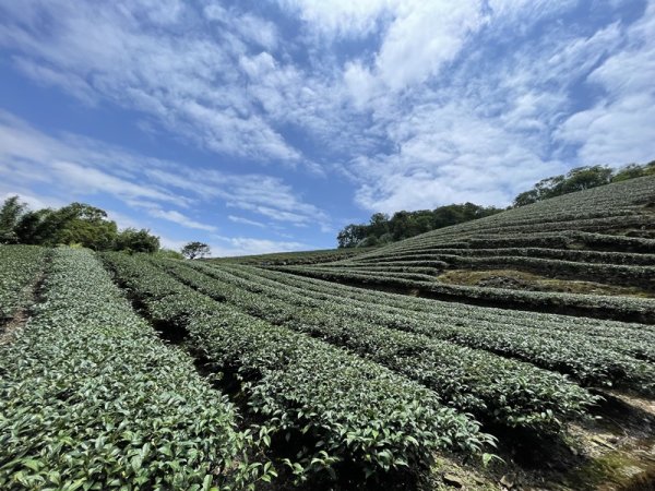 司公髻尾山2802993
