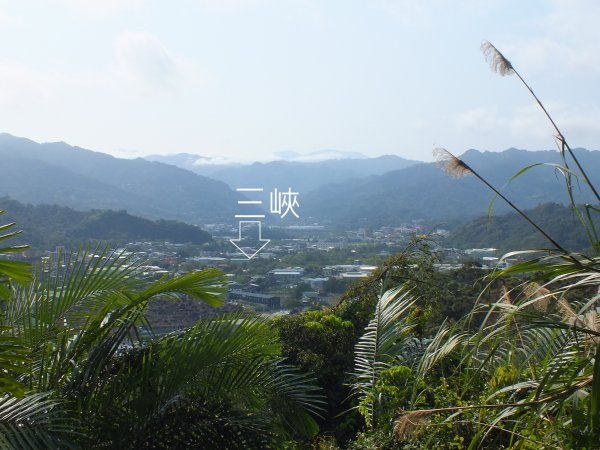 三峽區鳶尾山+福德坑東峰+福德坑山+鳶山彩壁+五十分山+壽山+龍山寺2775753