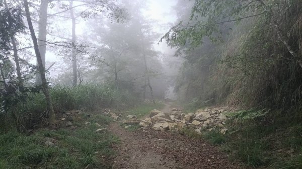 20251010 大雪山國家森林遊樂區 - 船型山林道 登 烏石坑山2911115