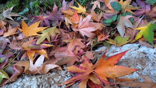 武法奈尾山1946752