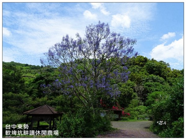 藍花楹花開1693101