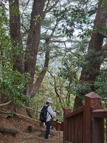 《南投》松濤徐徐｜惠蓀林場關刀山林道上巨松台環山嵐小徑202603213021379