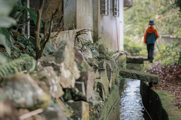 遇見淡水版花園鰻 - 半嶺水圳步道上游段 & 松溪瀑布2651121