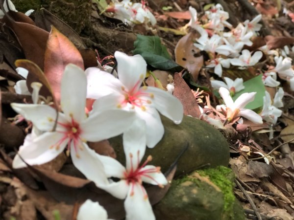 1080427火炎山576451