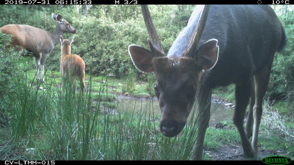 【動物】紅外線自動相機長期監測 野生動物逗趣照片大公開