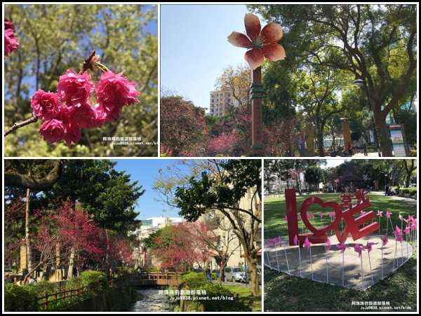 桃園。中壢莒光公園八重櫻熱烈綻放中856105