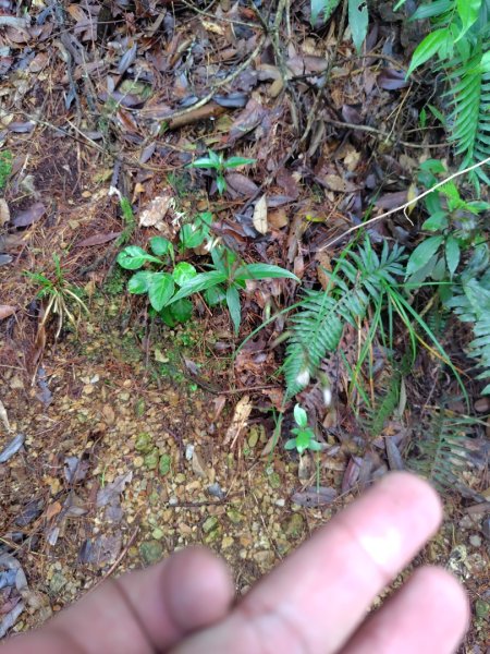 橫沙笛/橫嶺山、沙蓮山、笛吹山2799256