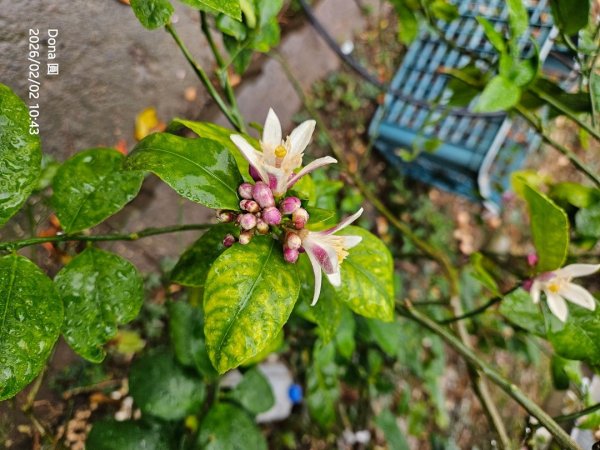 20260202徒步明德水庫大環湖2992484