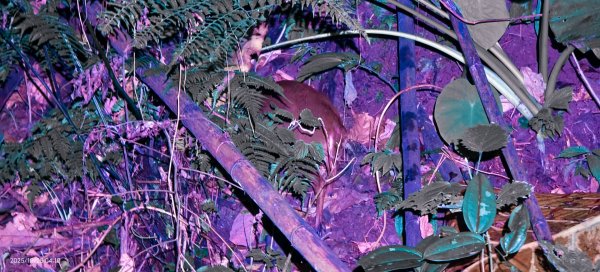 #馬那邦山 #琉璃光 #日出 #雲海 #山羌 #楓葉 10/25 & 11/12924582