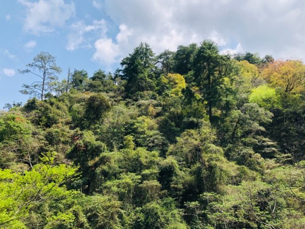 唐麻丹山蝴蝶谷步道1329414