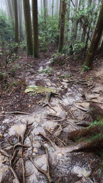 20230730 苗栗加里山午後雷陣雨篇（中級山小百岳）2235188