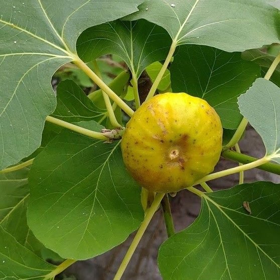 【新聞】來自地中海的生命之果 現蹤臺北典藏植物園!