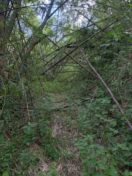 20250830高雄新鳥山2877044