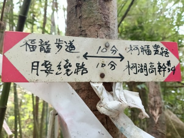 竹東鎮柯子湖山福隆步道稜線路+腰繞路P字走3013377