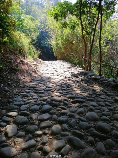 懷舊之旅~百年古井緬梔老樹~瑞井登山步道1296240