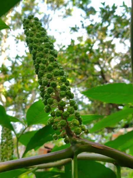 九芎頭步道-雲頂步道-二延平步道-二延平山-茶霧之道2773814