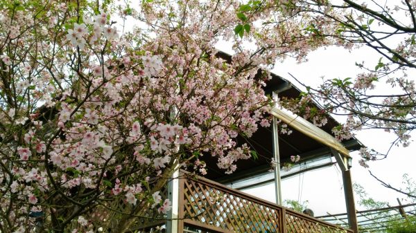 107.03.17 樟山寺 待荖坑 龍騰御櫻 員潭坑山 碧潭水舞290092