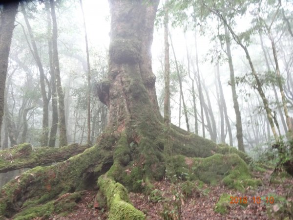 稍來小雪山步道451260