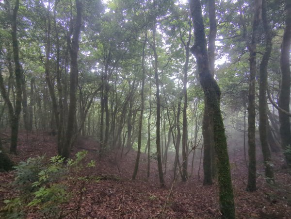 2025.07.13－漫步於森林中：鵝公髻山2835459