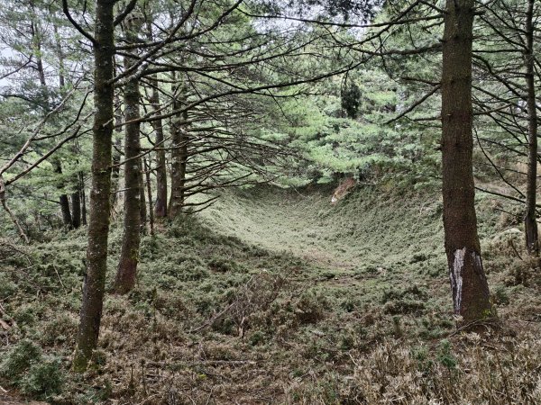 [玉山尋寶任務-08/12] 2025_0824 鹿林山步道_鹿林前山2870911