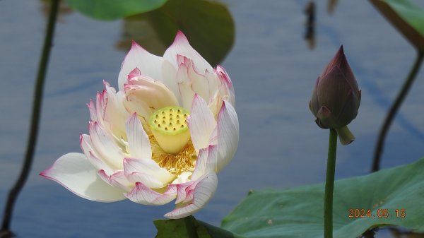 雲山水花鳥蝶-天龍國阿伯的日常5/152503288