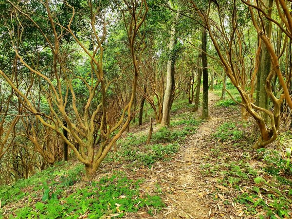 土城天上山，大暖尖山，猴洞，清水石門山，桐花公園，賞螢步道，承天禪寺，桃園福源山1645604