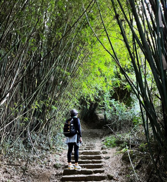 大屯山系賞芒2338315