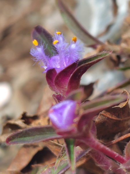 多納六秀 足母山 鬼斧神工一線天 德德山2953042