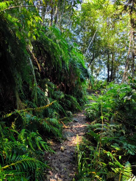 2024-08-22 澀水森林步道2578459