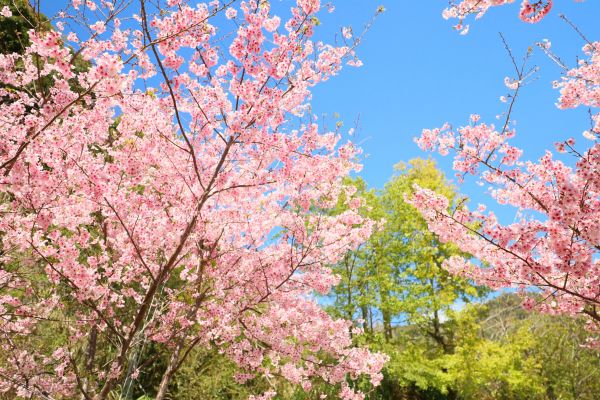 拉拉山的櫻花286559