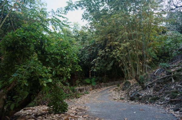 三腳南山登山步道2009924