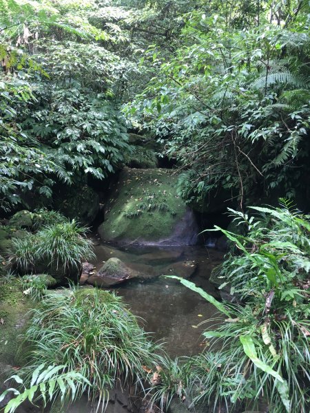 大溪金面山(3登山上2登山下)O形1006484