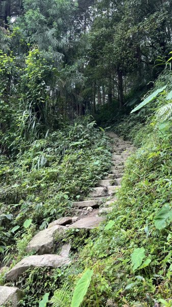 米堤香蕉園-鳳凰山-鳳凰南峰（台寅山） -金柑樹山-金柑樹山西北峰-領頭山東峰-忘憂森林2551812