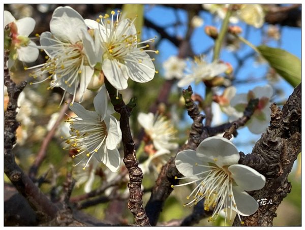 鳳凰谷步道(鹿谷鄉)2690463