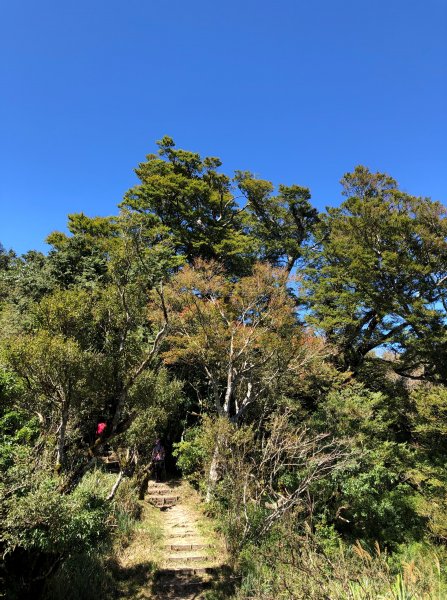 漫步探訪台灣山毛櫸國家步道965913