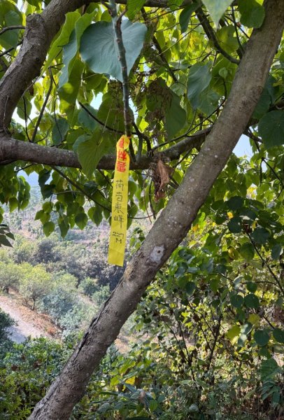 荷苞山登山步道走荷芭山小溪子山 午餐吃塔可飯幸福耶2996087