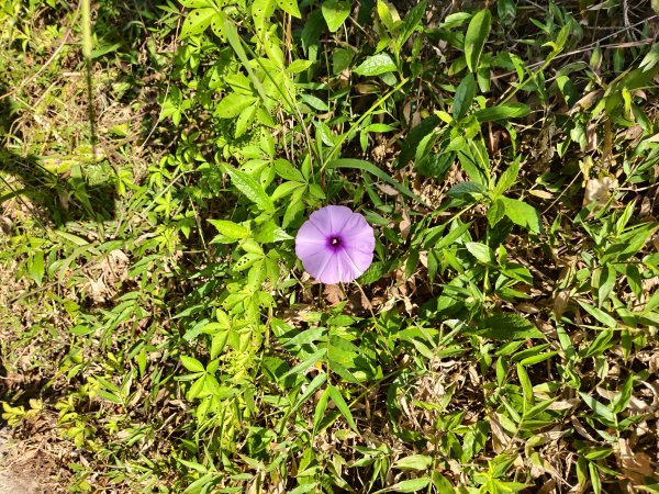 [百山百鳥尋旅-14/15] 2025_0929 劍潭山親山步道2900908