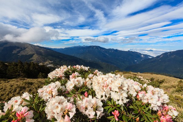 2018石門山高山杜鵑花開440593