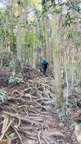 【南投。竹山】茶園竹林巨木櫻花景緻很美(四連峰)。 小百岳集起來。 編號54小百岳金柑樹山1624817