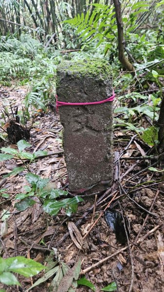 20251230九芎根山-芋圓尖-火炎山南主東峰-仁里坂山2977805