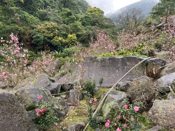 雨中漫步淡水跤頭趺崙步道、楓樹湖步道、天元宮1618565