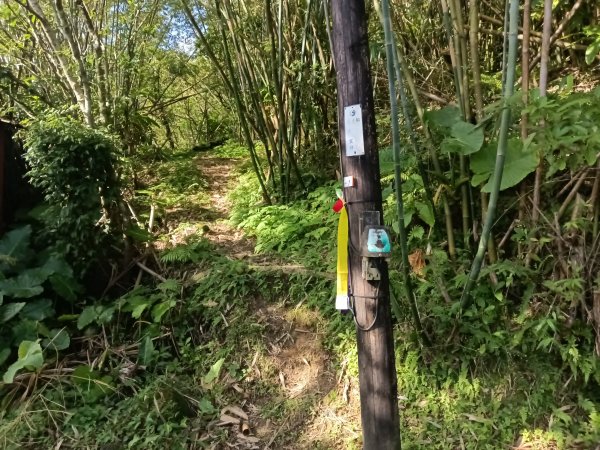 雙溪區東內平林山+上平林山+平林山去回2952464