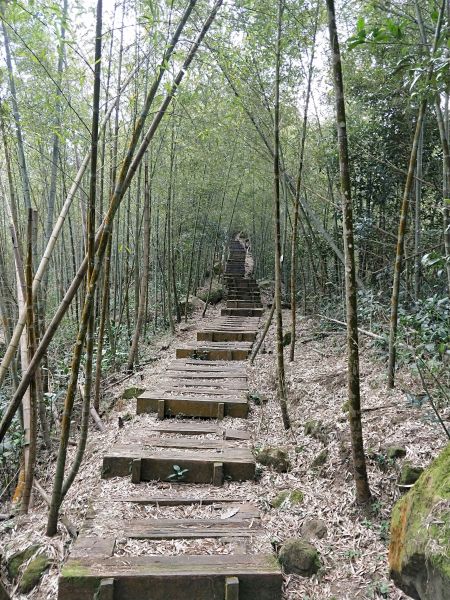 梨子腳山步道284674