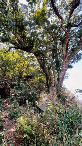 🌈3/8（日）綠色長城系列~烏山縱走✨FB：熊熊趴爬走🌈3011579