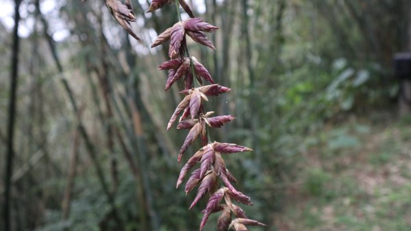 獵貍尖步道連走烏塗溪步道登山健行趣(淡蘭南路TK3-6&TK3-5&TK3-4)2404534
