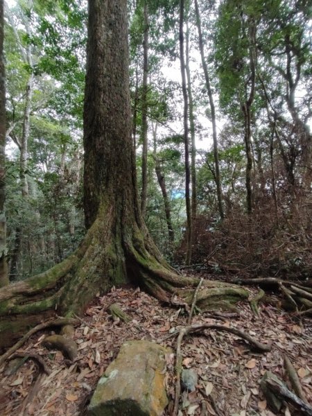 我的第三第四座谷關七雄@屋我尾山唐麻丹山1908051