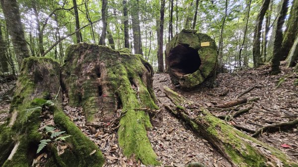 20251014雪見遊憩區 🚴‍♂️咖搭車走司馬限林道上東洗水山兩刷北坑山至大板根2916431