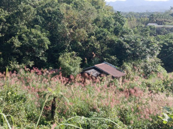 雙溪區東內平林山+上平林山+平林山去回2952462